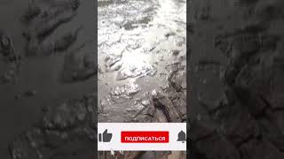 Рыбалка в луже на кастинговую сеть! бросил кастинговую сеть точно на рыбу! рыбалка в луже! #shorts