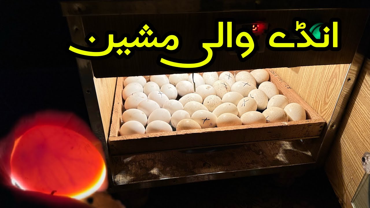Artificial egg hatching ho rhii h dosto ✌🏻