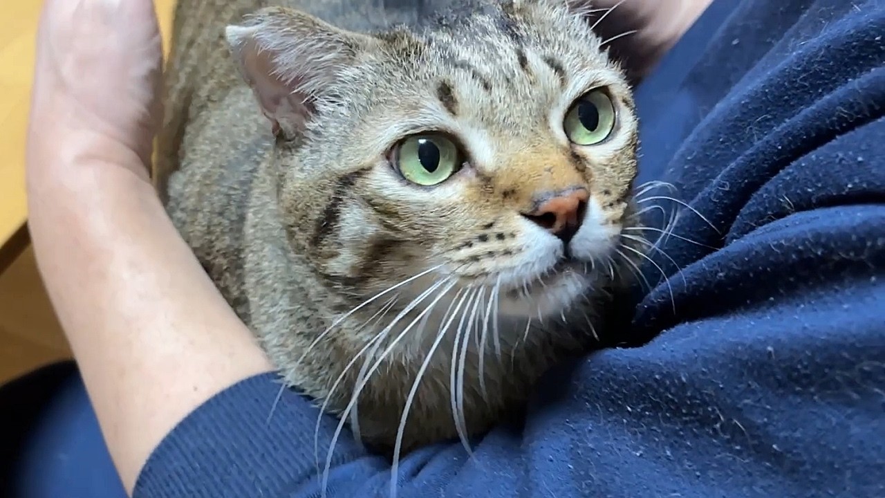 The Cat Who Loves His Father Too Much [Former Stray Cat Peesuke