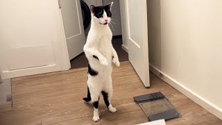 Cats get weirder everyday - Funny Cat Videos