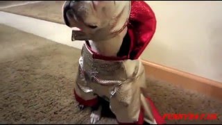 Funny Dogs vs leaf blower ► Funny