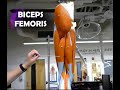 Muscle Anatomy Quiz