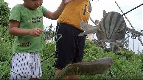 Câu cá bằng chuối - Fishing with bananas