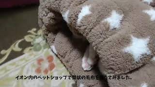 【たまとミル】イオンで筒状の毛布(猫用)買ってみた☆