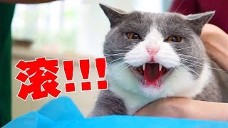 【喵來啦】帶五隻貓打疫苗貓一眼認出仇人當場暴怒......