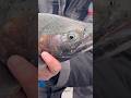 This Rainbow Trout Went CRAZY🤯🎣