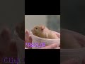 Cute Happy Hamster Eats Goldfish #hamster #hamsterfeed #cutehamsterloveee #syrianhamster