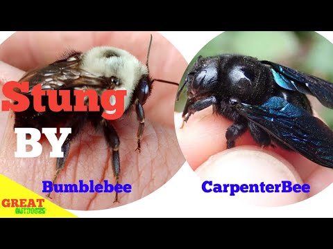 Video: Puas Eastern bumble bees sting?