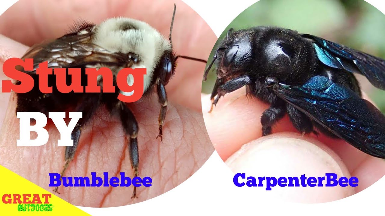 Do Carpenter Bees Sting And Does It Hurt Honey Bee Hq