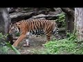 上野動物園の動物たち 2019年10月17日 Ueno Zoo