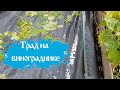Град на виноградник в сентябре