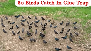 Unbelievable Bird Trap, The Best Glue Trap , Village Hunting | #MasterBirdTrapper