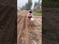 #New600HPMiniTiller #MultiPurposeMachine Tilling Weeding Trenching #mini #farming #tiller #shorts