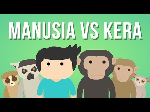 Video: Perbedaan Antara Kera Dan Manusia