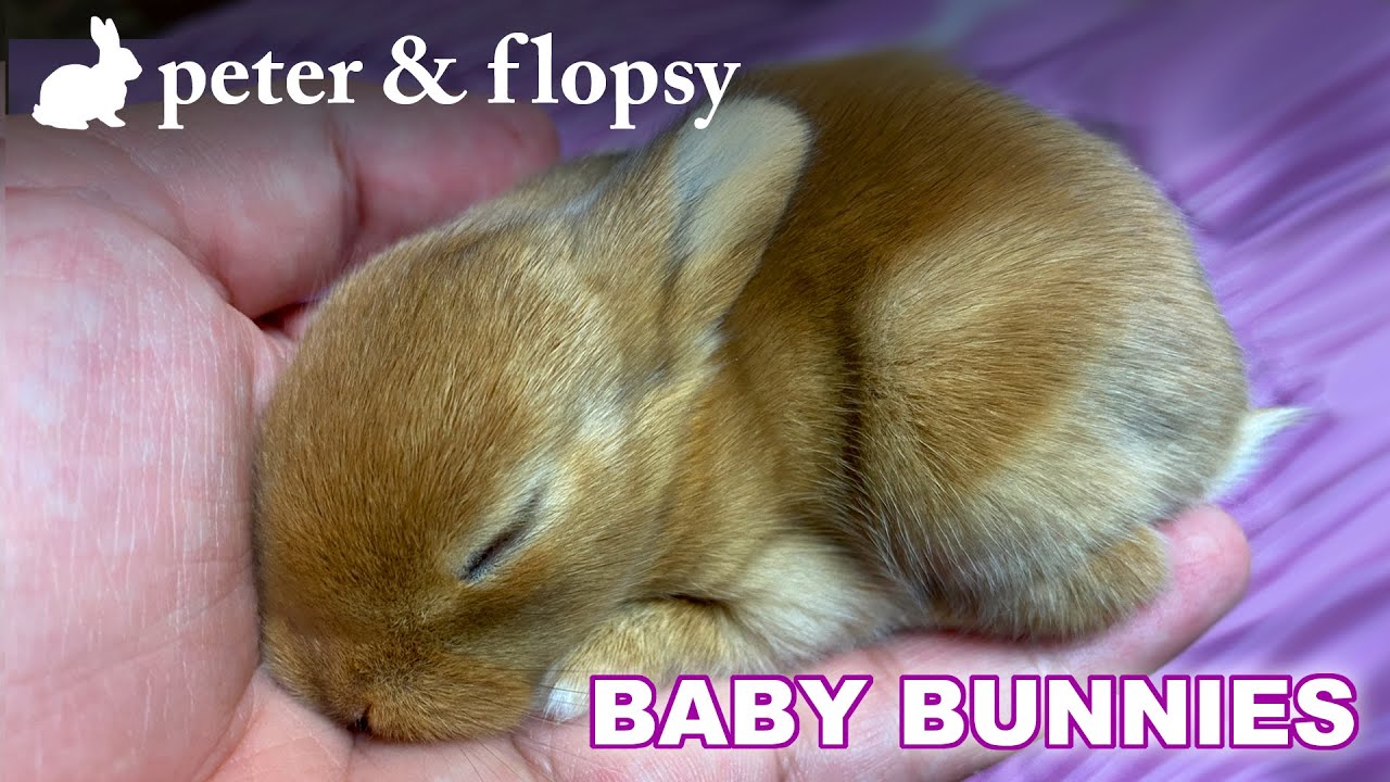 BABY BUNNIES - Sleeping, Playing, Exploring - 12 Days Old 