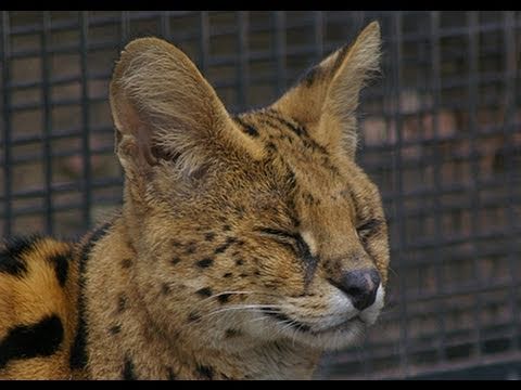 サーバルキャットの鳴き声 Serval Cat Youtube