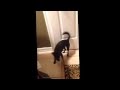 Trapped in the bathroom dog realizes the master is pooping  hilarious funny ohcrap