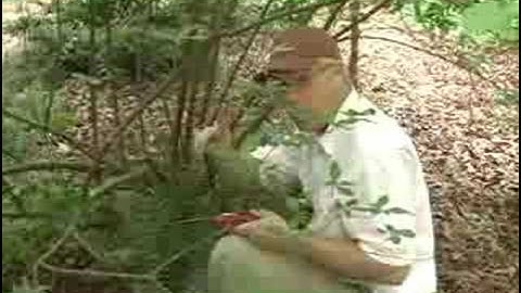 Rejuvenation Pruning of Deciduous Azaleas (Part 2 of 3)