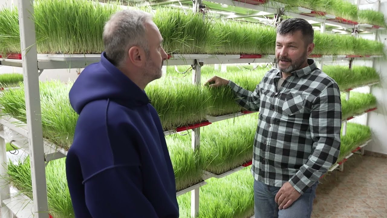 Sok od spelte i koprive, tajna dobog zdravlja i dugovečnosti