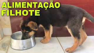 PASTOR ALEMÃO FILHOTE | Alimentação! Todos deveriam saber disso.