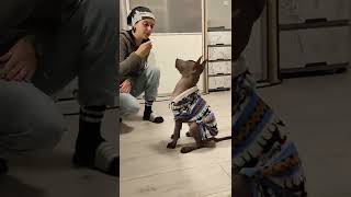 Xolo puppy 2.5 months learns her first tricks