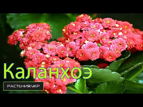 Video: Kalanchoe: Hjemmetjeneste