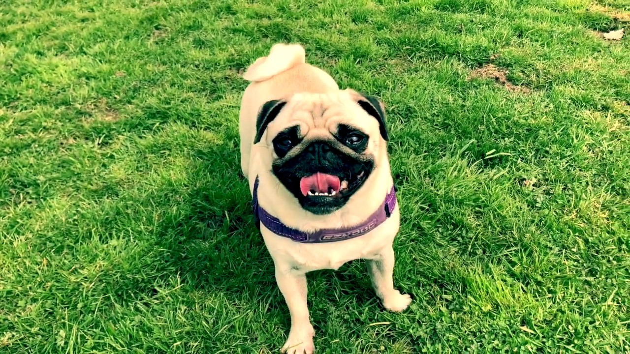 Luxury Home Boarding for Dogs in Kent YouTube