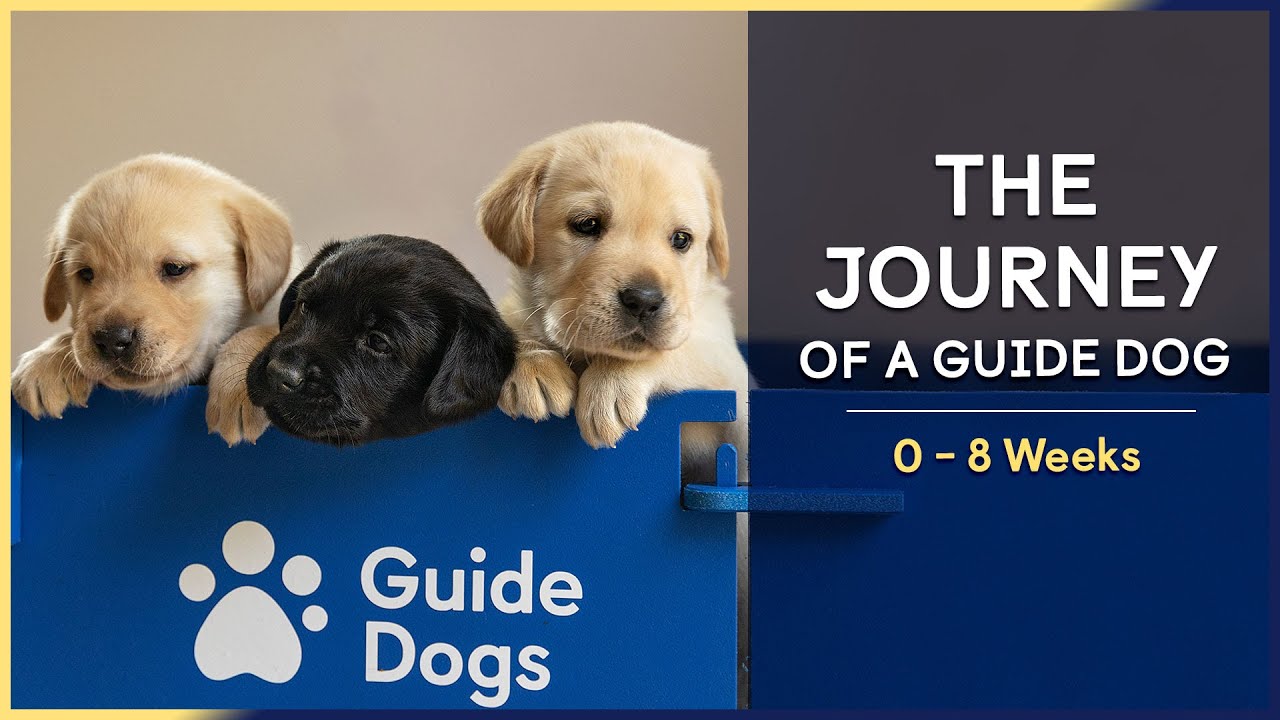 guide dog journey