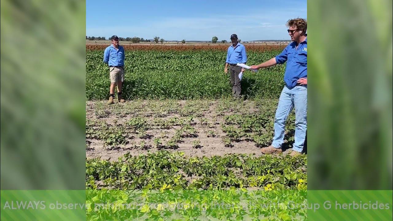 Mungbean, cotton & pigeon pea tolerance to Group G herbicides applied