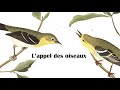 Lappel des oiseaux  rameau