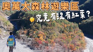 奧萬大國家森林遊樂區 - 號稱楓葉的故鄉究竟有沒有紅葉可賞？抓住楓紅的尾巴！