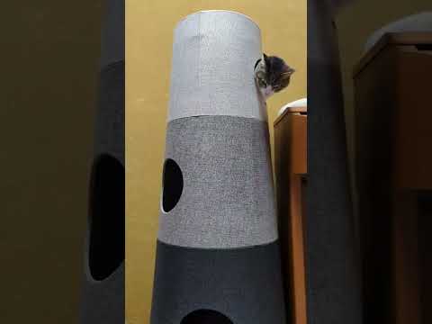 出てこない猫 - cats hiding in a tower - #Shorts