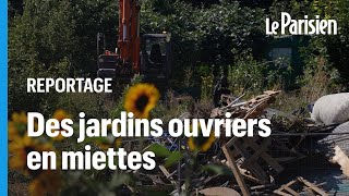 «Il faut briller, ce sont les JO» : à Aubervilliers, les premiers jardins ouvriers ont été détruits