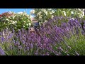 Summer sounds - Summer feeling in Provence to sleep