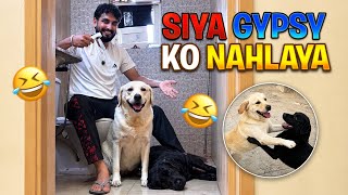 Siya Gypsy Ki Service Ki🤣