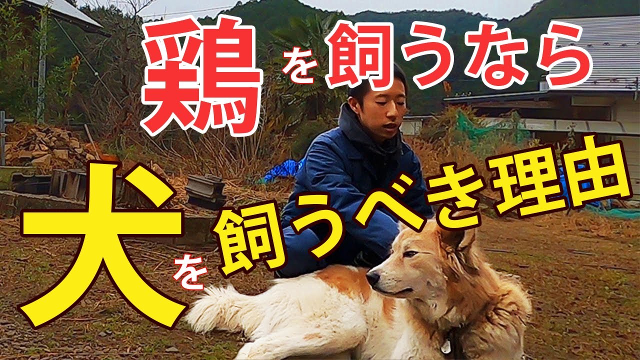 鶏飼うなら犬を絶対に飼うべき 野生動物被害を最小限に抑えられる 自然卵養鶏法 Youtube 鶏飼うなら犬を絶対に飼うべき 野生動物被害を最小限に抑えられる 自然卵養鶏法 Youtube