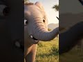 Elephant playing in a zoo