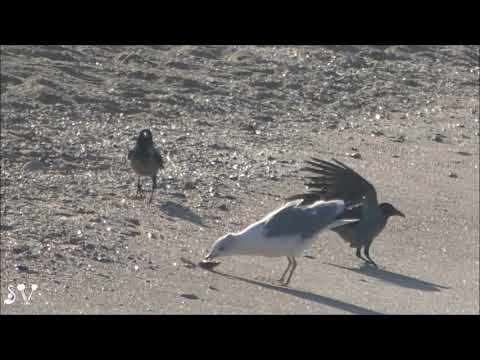 Seagull & Crows / Один с сошкой, семеро с ложкой