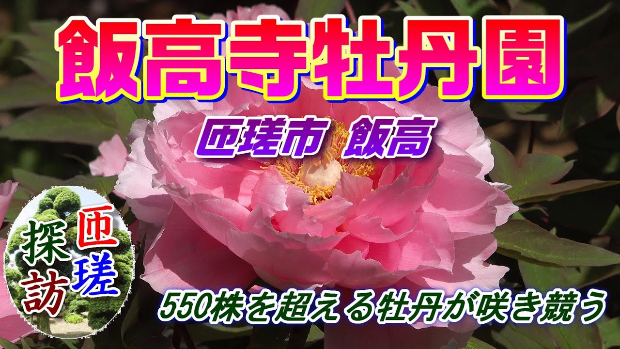 飯高寺牡丹園2023 