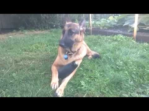 german-shepherd---eating-zucchini