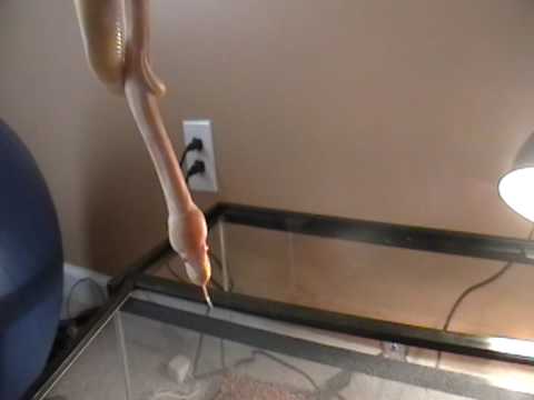albino ball python