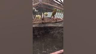 Khuyên mồi líu chòe huýt chẹp chẹp huýt !