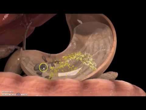 Video: L'amilasi salivare funzionerà nello stomaco?