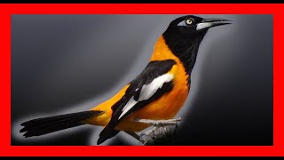 Venezuelan Troupial Bird Song Sound Call Chirp Vocalization Melody  Icterus Icterus