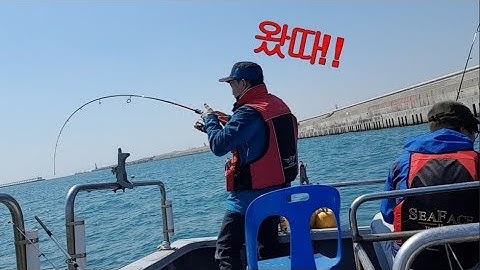 동해안 선상낚시 - 대전갱이 고등어 성대 열기