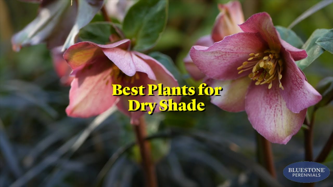 Best Plants for Dry Shade