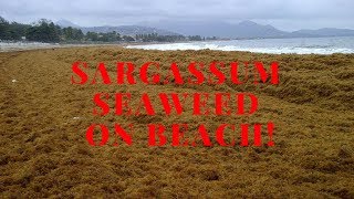 Sargassum seaweed - Crane beach, Barbados.