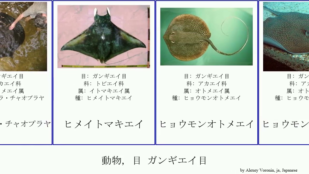 動物 目 ガンギエイ目 Animal メガネカスベ属 ホシエイ ヒョウモンオトメエイ イエロースティングレイ ヒマンチュラ チャオプラヤ オニイトマキエイ ツバクロエイ Fractal マンタ Youtube