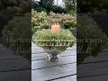 Hortensien richtig trocknen, dass die Farbe erhalten bleibt!#hortensienliebe #diy #dekorationsideen
