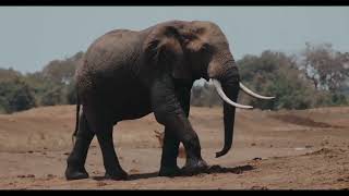 Elephant video 1